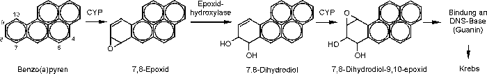 Benzo-a-pyren-Metabolismus