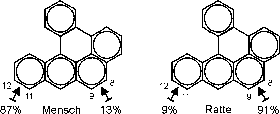 Dibenzo-al-pyren-Metabolismus