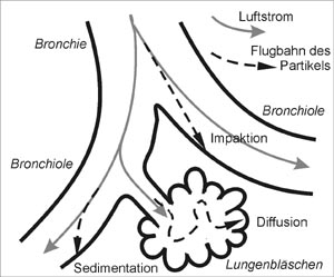 Die Wege der Partikel in der Lunge
